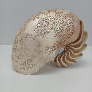 Hand Carved Nautilus Shell Hummingbird Design Natural Seashell