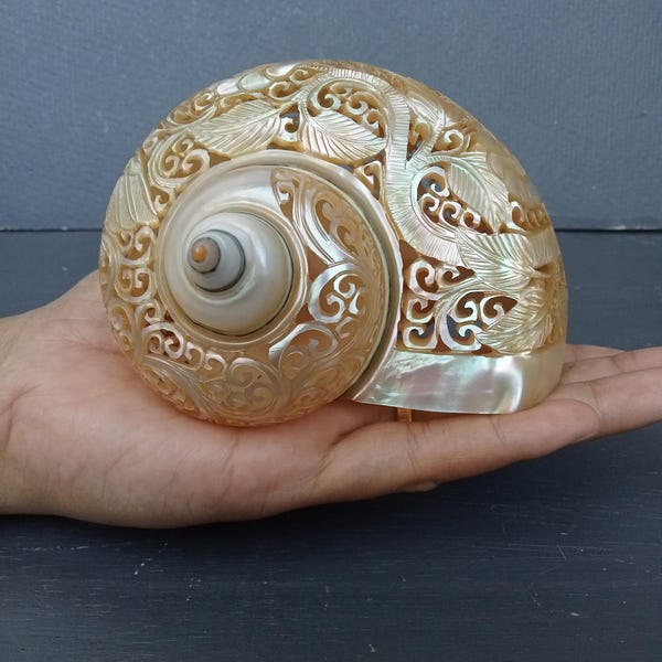 Carved Conch Shell Hummingbird Natural Sea Shell Art