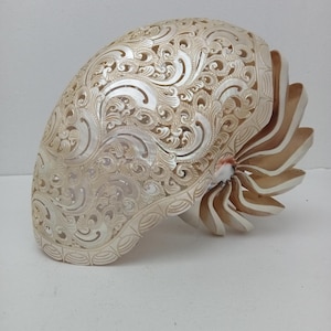 carved nautilus shell,large nautilus,nautilus polish,shell art, beach decor,real and natural sea shell