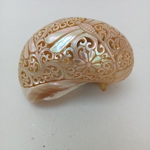 Natural Carved Turbo Conch Shell Dragonfly Designs
