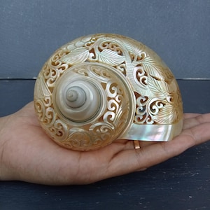 Carved Conch Shell Hummingbird Natural Sea Shell Art