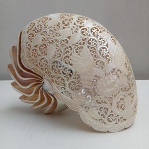 Hand Carved Nautilus Shell Hummingbird Design Natural Seashell