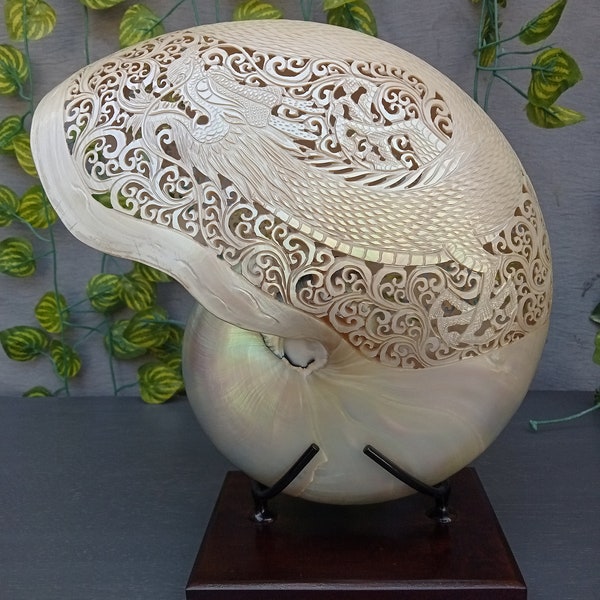 Talla de dragón de concha de nautilus perla tallada, concha de nautilus real y natural pulida y tallada a mano, arte de concha de mar
