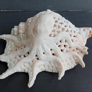 May include: A cream-colored seashell sculpture featuring a carved octopus resting on the surface. The shell has an intricate, open-work lattice pattern across its body, with the octopus tentacles extending outward over the textured, porous shell exterior.