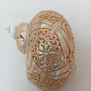 Natural Carved Turbo Conch Shell Dragonfly Designs