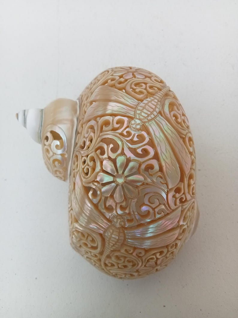 Natural Carved Turbo Conch Shell Dragonfly Designs