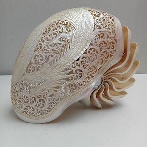 May include: A nautilus shell featuring intricate, hand-carved openwork designs of a dragon and swirling patterns. The shell has a pearlescent, off-white finish with a smooth, curved exterior and a series of layered, fan-like chambers at the rear.