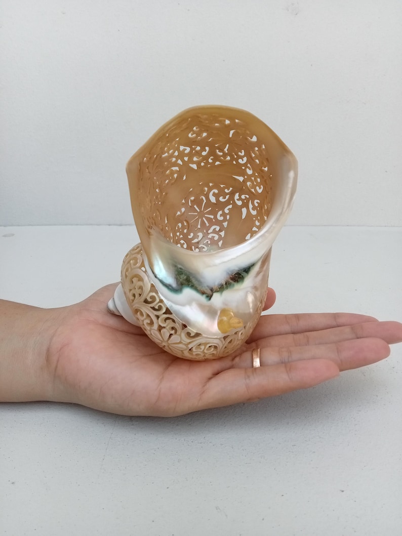 Natural Carved Turbo Conch Shell Dragonfly Designs