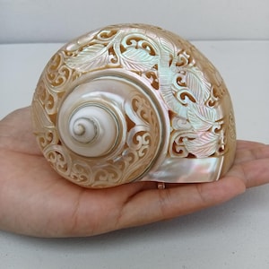 Coquille d'escargot sculptée Colibri Coquillage naturel