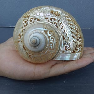 Carved conch shell Butterfly Design Natural Sea shell, seashell art