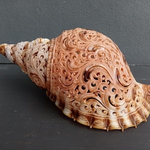Carved Trumpet Triton Shell Natural Seashell Art