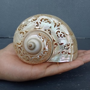 Carved Conch Shell Hummingbird Natural Sea Shell Art
