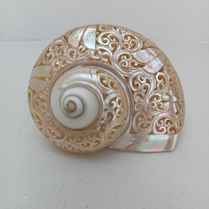 Natural Carved Turbo Conch Shell Dragonfly Designs