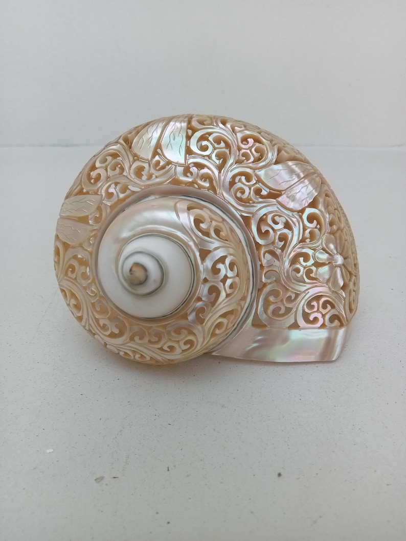 Natural Carved Turbo Conch Shell Dragonfly Designs