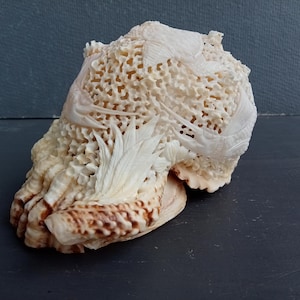 Handgeschnitzte Marlin Fisch Muschelschale: Natürliche Muschel Dekor