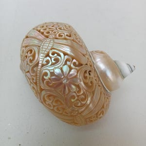 Natural Carved Turbo Conch Shell Dragonfly Designs