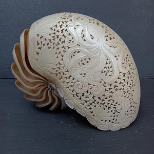 Desenhos de polvo esculpidos em concha de náutilo natural