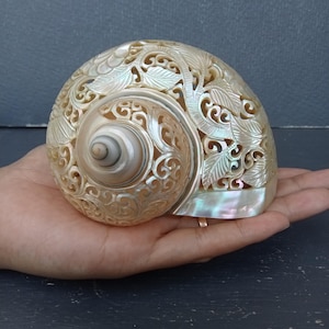 Carved Conch Shell Hummingbird Natural Sea Shell Art