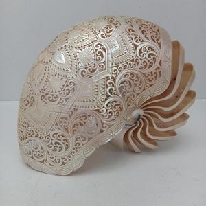Hand geschnitzte natürliche Nautilus Shell Mandala Design