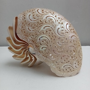 Natural Carved Pearl Nautilus Shell Beach Decor