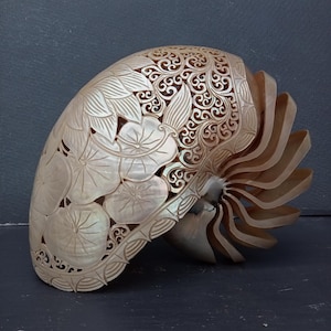 Carved Nautilus Shell: Lotus Design, Natural Seashell