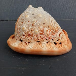 Peut inclure: Un coquillage sculpté présentant des motifs ajourés complexes de cercles et de volutes. La coquille affiche un dégradé de tons crème et orange clair, avec un bord de base lisse et solide et un dôme supérieur perforé très détaillé.