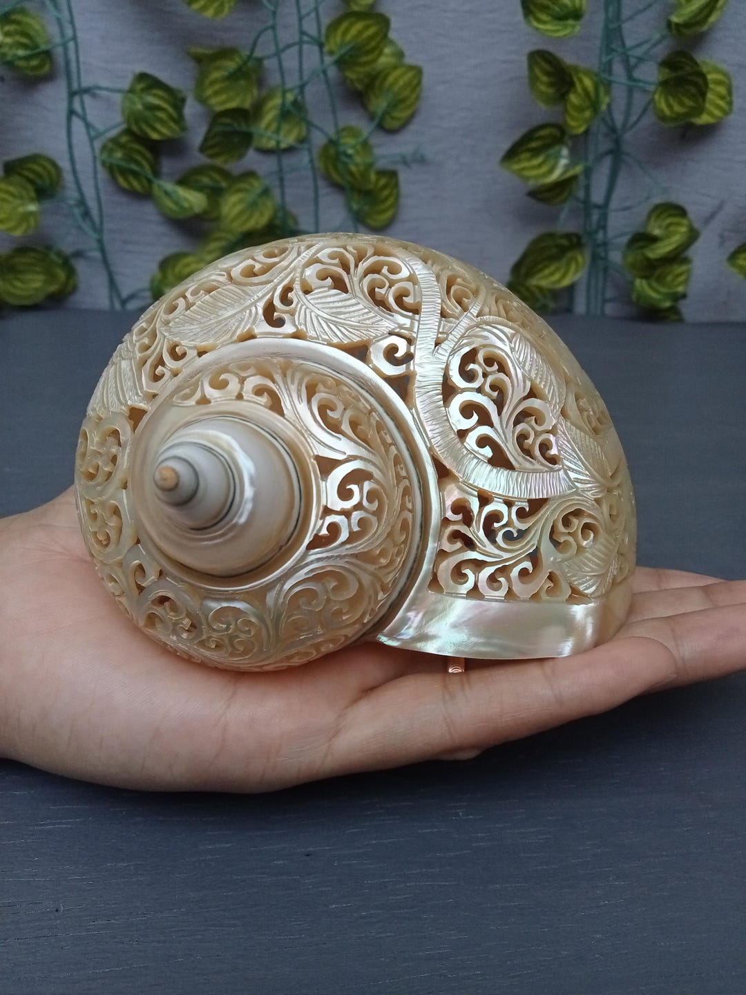 Hand Carved Pearl Turbo Shell,hummingbird,natural Sea Shell,polished ...