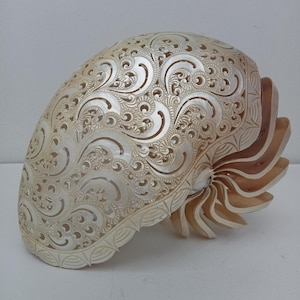 Natürliche geschnitzte Perle Nautilus Shell: Strand Dekor