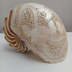 Carved Nautilus Shell Butterfly  Natural Seashell Art