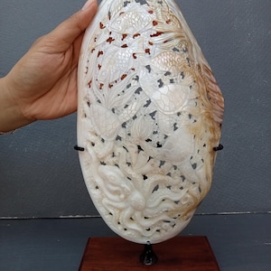 May include: A carved seashell sculpture depicting marine life, including fish, turtles, and an octopus. The off-white shell is mounted on a dark wooden base. The intricate details are highlighted by the light.