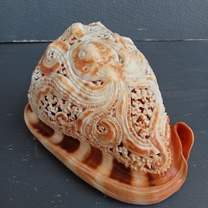 Handgeschnitzte Skulptur eines Seepferdchens aus rotem Helmmuschel-Oktopus: Natürliche Meeresschnecke