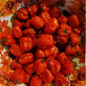 Two Pound Red Habanero