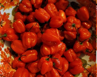 May include: A white bowl with a floral pattern filled with red habanero peppers.