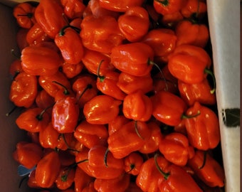 May include: A cardboard box overflowing with bright orange habanero peppers. The peppers have a wrinkled texture and green stems. The peppers are densely packed, filling the entire frame.