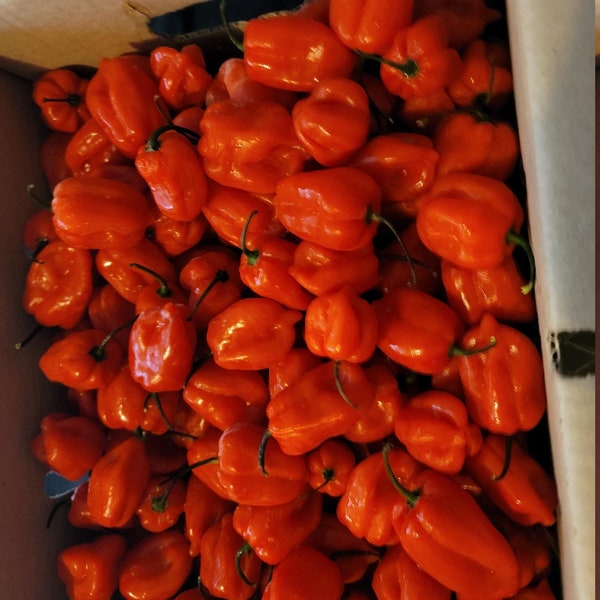 Eight Pound Red Habanero