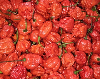 Peperoncini Carolina Reaper freschi, 2,7 kg (6 libbre) - Zozoma Farms