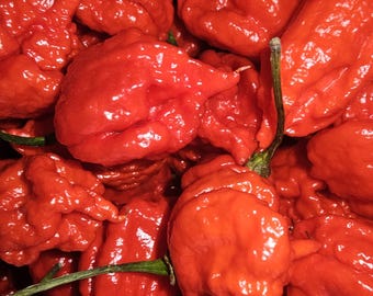 3-Pfund-Carolina Reaper Frische Paprika - Zozoma Farms
