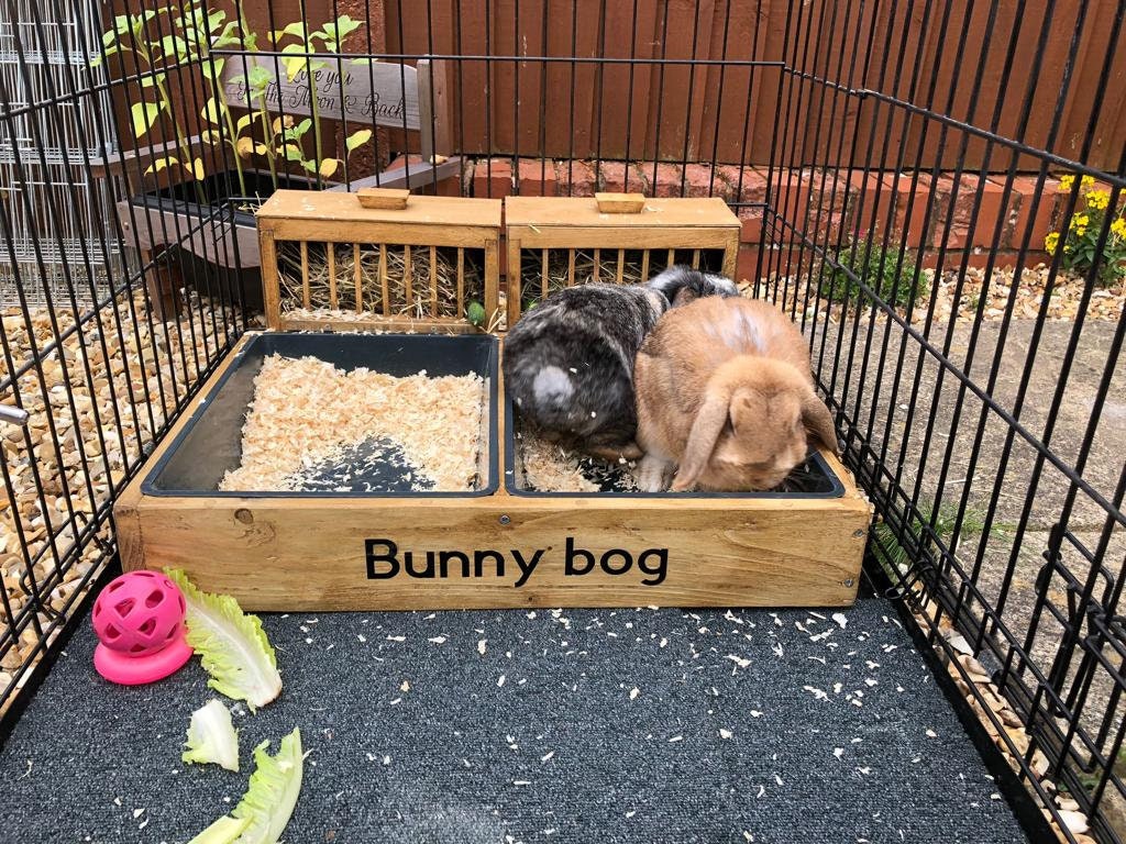 Rabbit Indoor Toilet Training Tray. Please Email Me for International P ...