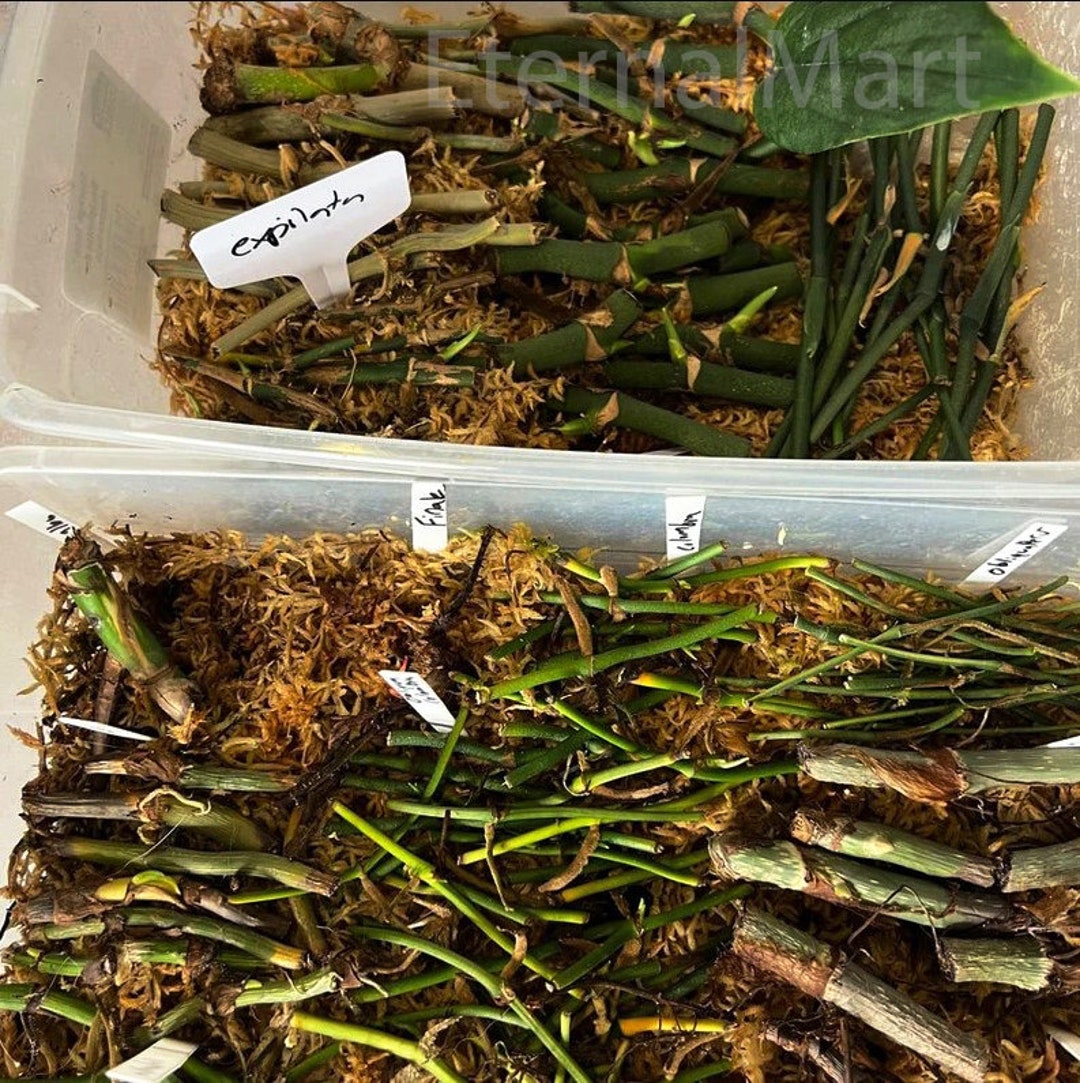 Assorted Rare Plant Node Pack Etsy