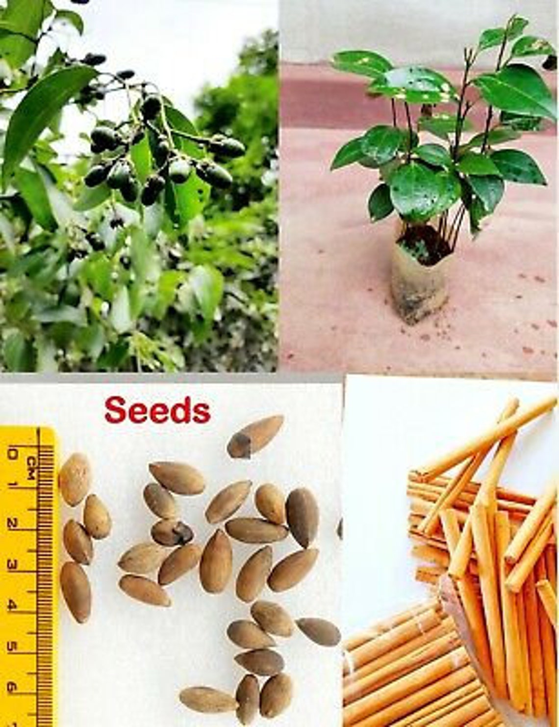 15 Ceylon Cinnamon Seeds From Sri Lanka100 Pure Good Quality Etsy