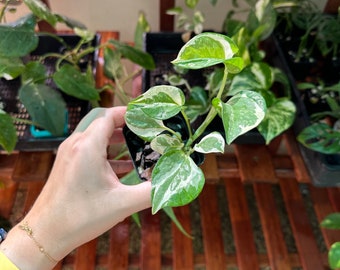 Pothos Snow Queen