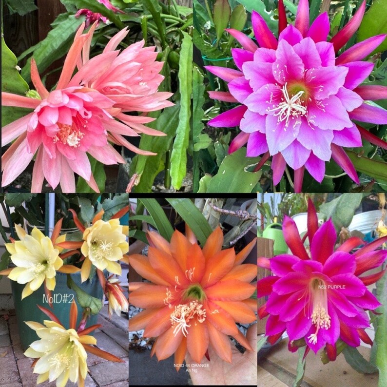 5 Epiphyllum Cuttings MIX COLORS Etsy