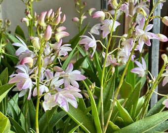 Dendrobium kingianum Ligh pink Fragant easy to grow blooming size