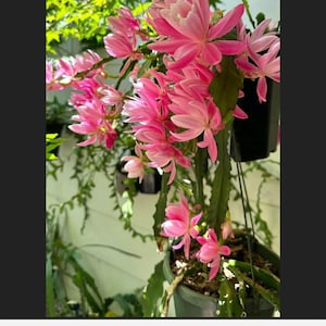 German Empress epiphyllum cutting
