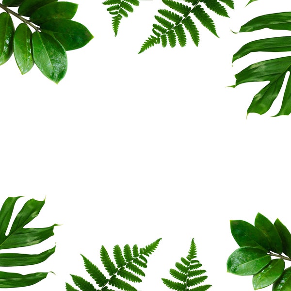 Tropical green leaf frame on  white background