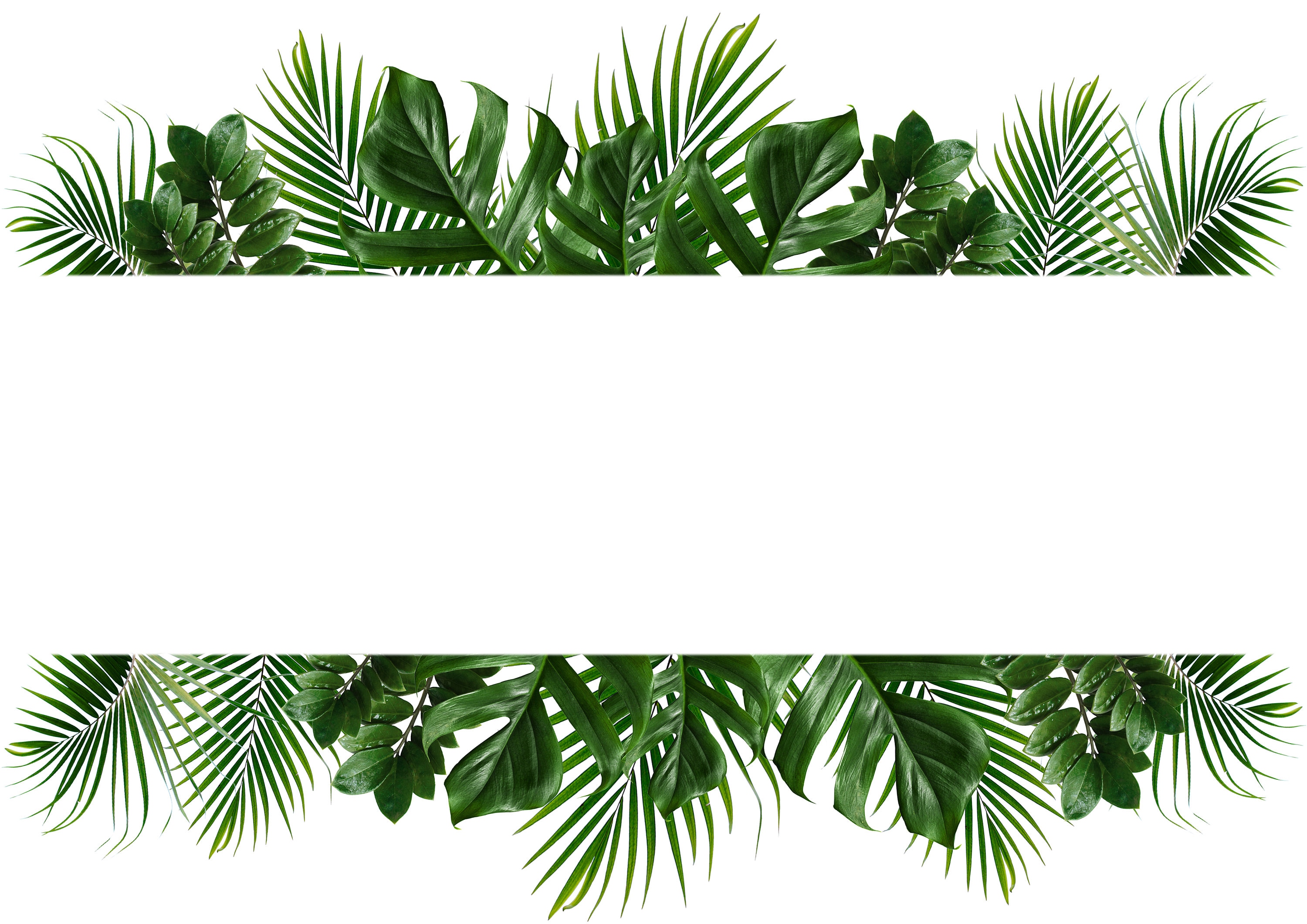 Tropical Green Leaf Frame on White Background. - Etsy