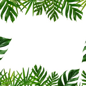 Tropical Green Leaf Frame on White Background - Etsy