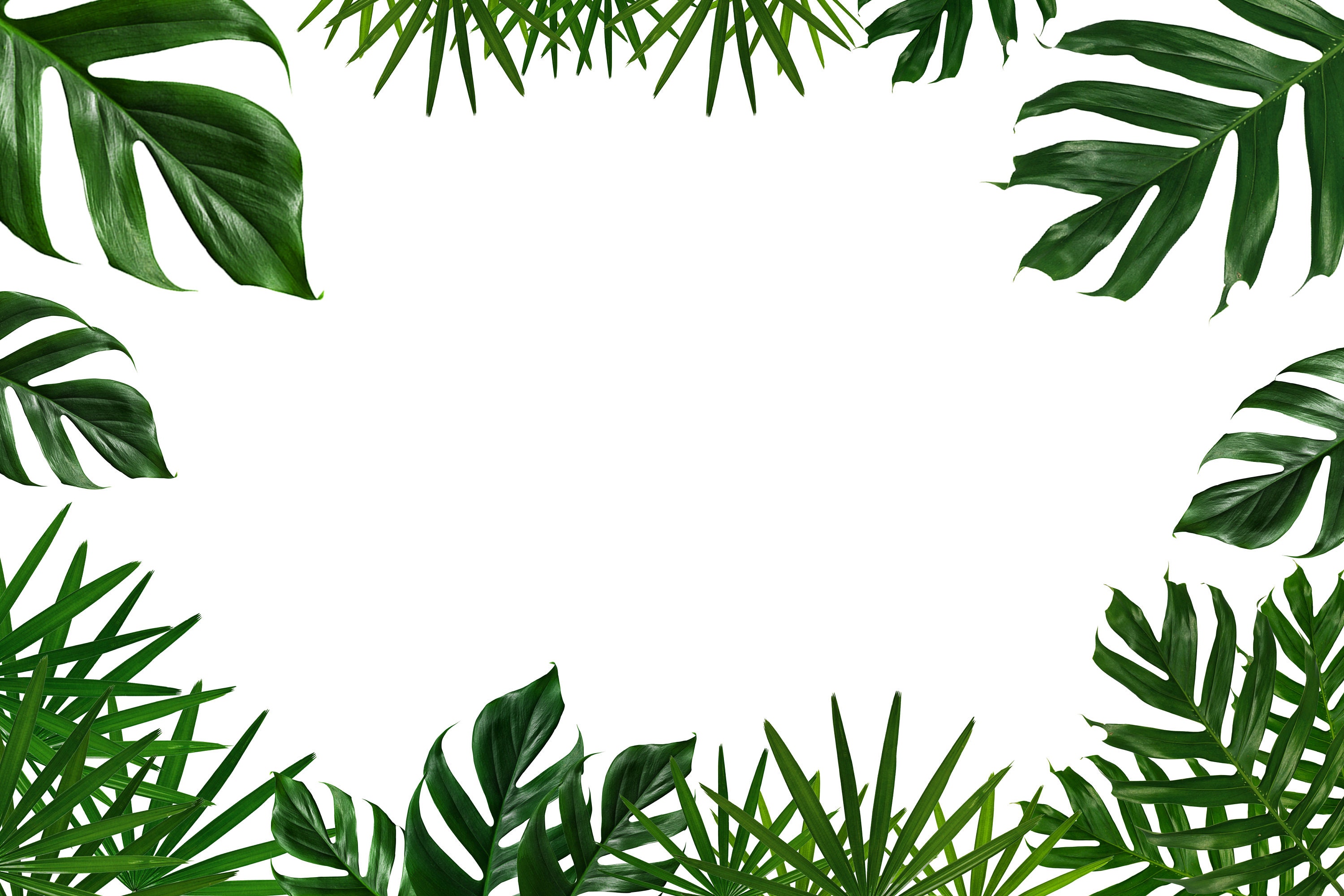 Tropical Green Leaf Frame on White Background Etsy