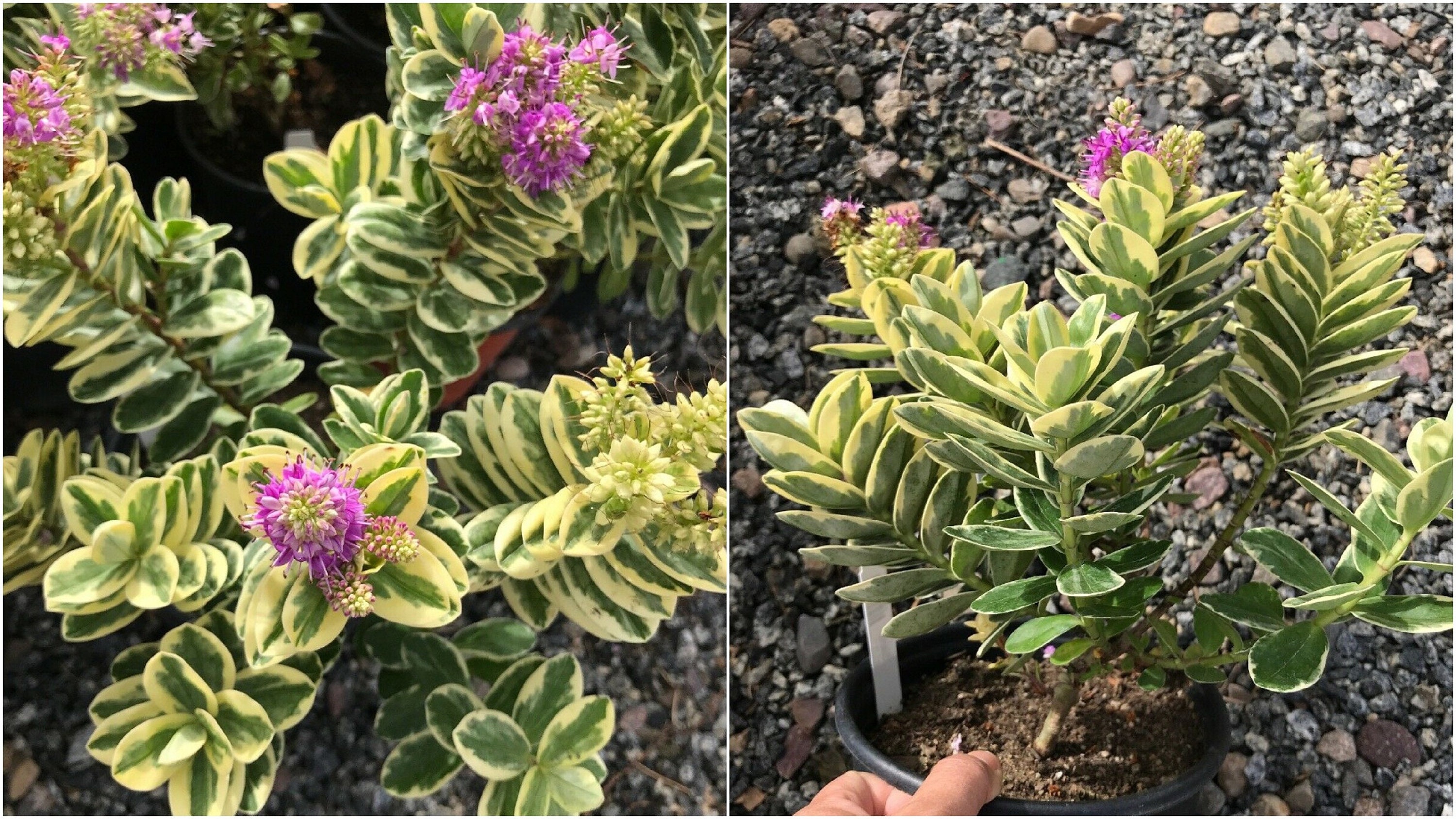 Veronica Hebe Variegated With Purple Flowers 1g Live Plant Etsy