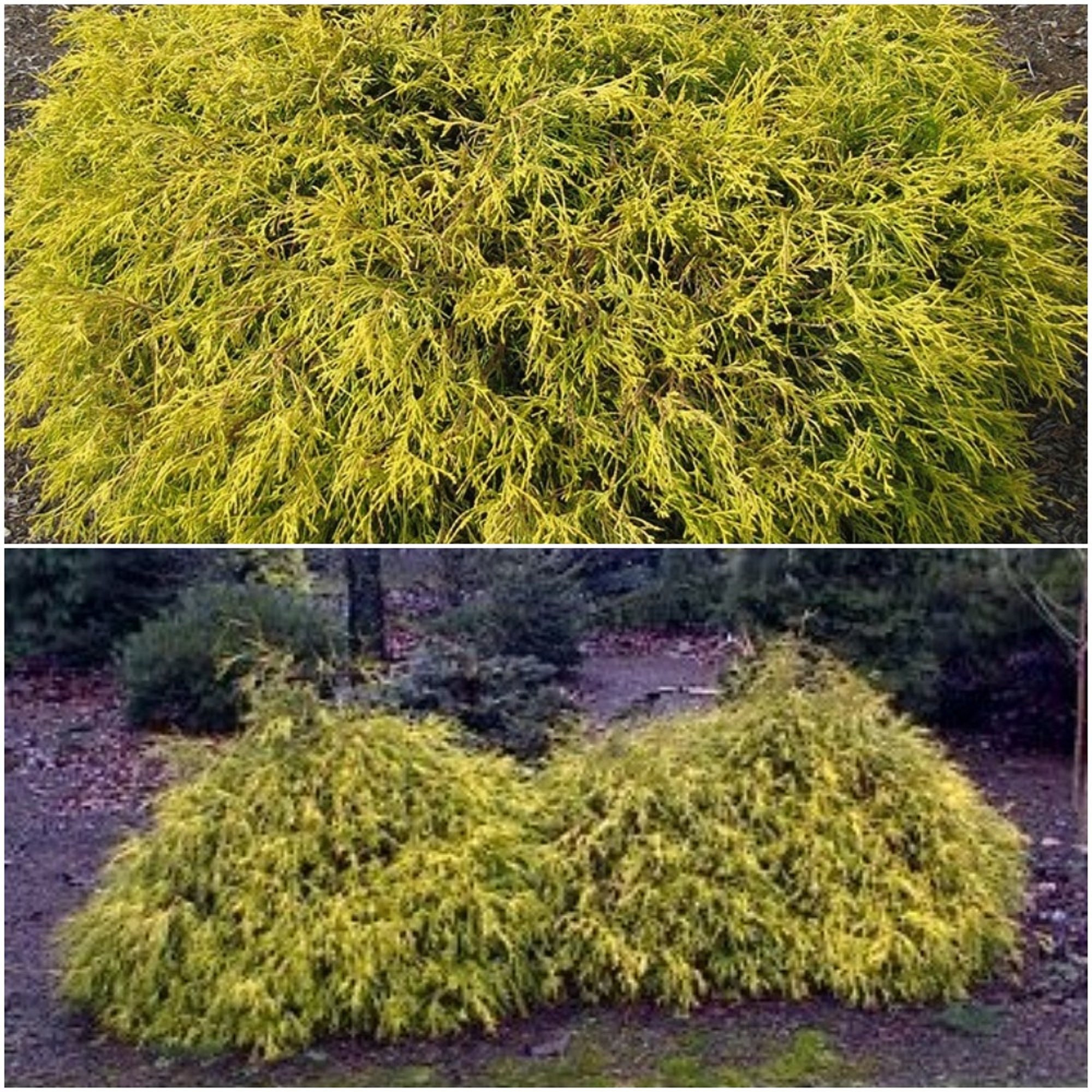 1 Live Plant Golden Mop False Cypress Chamaecyparis Etsy
